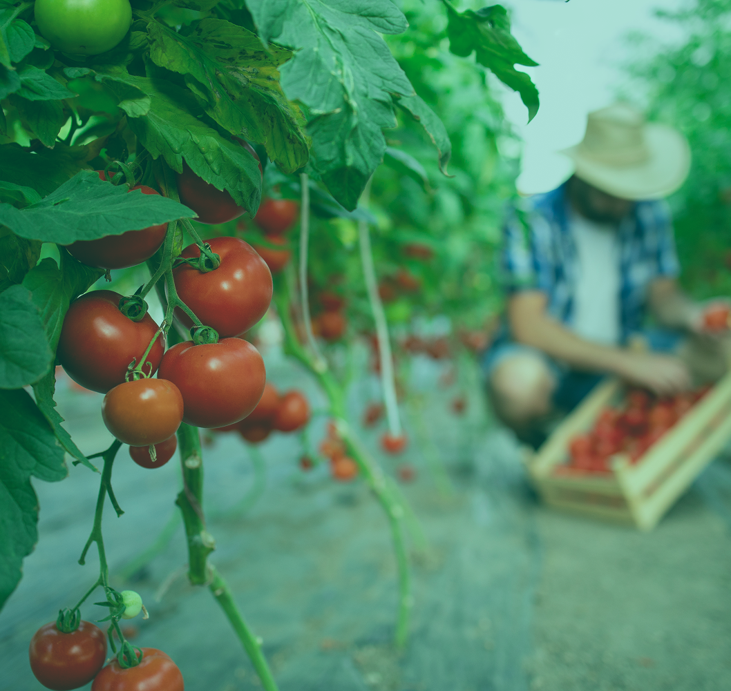 Détection et comptage de racines - Agriculture